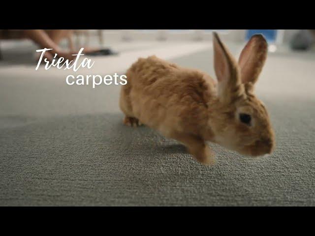 Godfrey Hirst Triexta Carpet – Pet friendly, colourful and free from harmful chemicals.