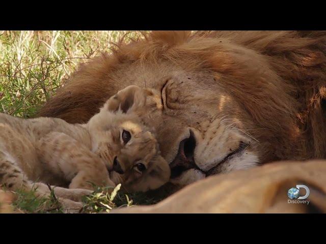 Adorable Lion Cubs Frolic as their Parents Look On