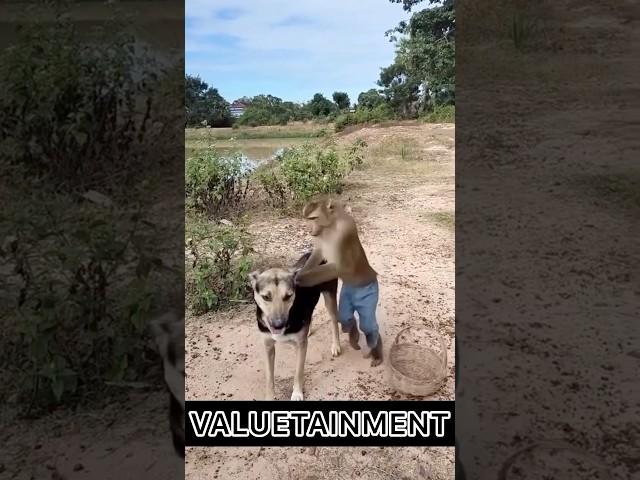 Monkey Calls Dog Uber for Snacks! 