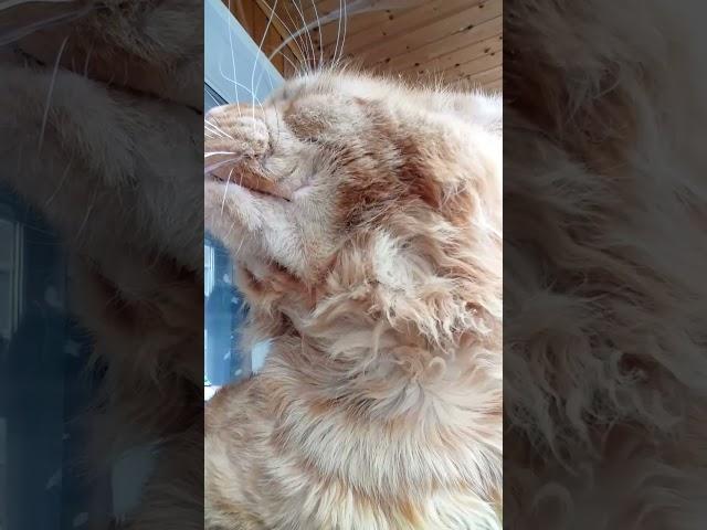 Кот Джокер,Мейн кун.  С Праздником!  Музыкальная пауза. Поет Любимец публики.