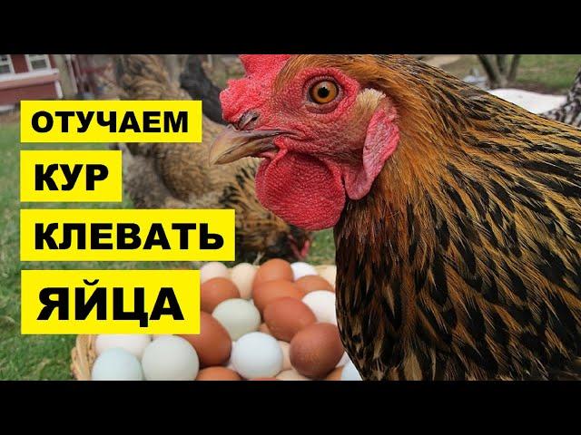 7 СПОСОБОВ Как отучить курицу клевать яйца | Почему куры клюют яйца | Куры