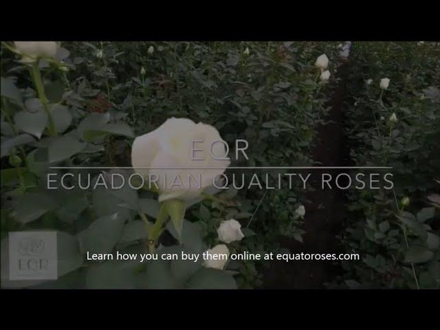 Ecuadorian Quality Roses - Buy Roses Online with EQR