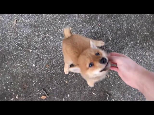 Red Mame Shiba Inu male