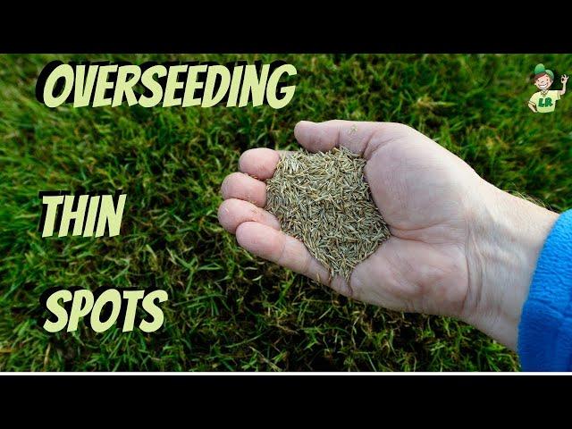 How to overseed a thin lawn (and bare spots)