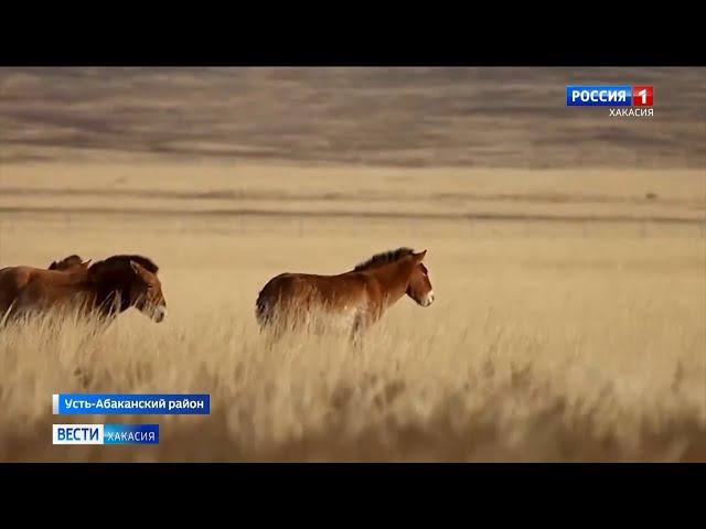 В Хакасии строят Центр реинтродукции лошади Пржевальского