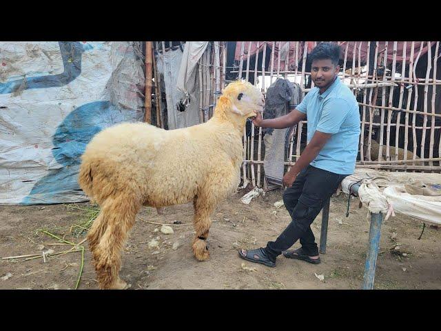 Beetal Amritsari Bakre | Makhi Chena Bakre | Qurbani 2025 | Shahpur Kanjra | Mundre Chatre