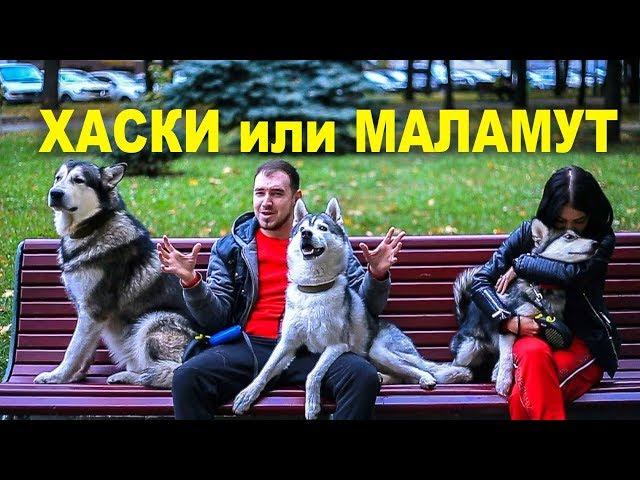 ХАСКИ ИЛИ МАЛАМУТ / кого выбрать и чем отличаются?