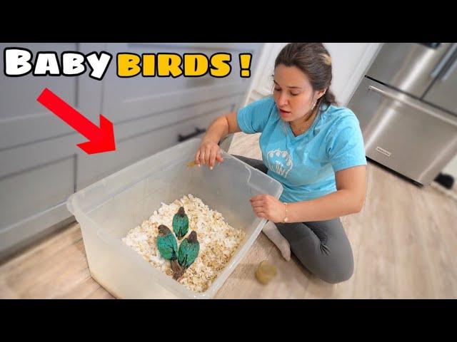 She Saved These Orphaned Baby Birds…