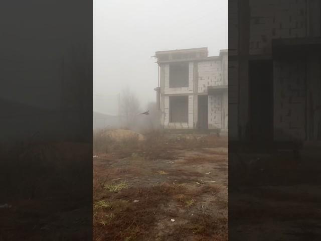 Фазан в полете #казахстан #алматы #фазан #птица #звукиприроды #природа
