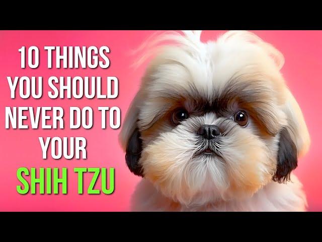 10 Mistakes Every Shih Tzu Owner SHOULD AVOID!