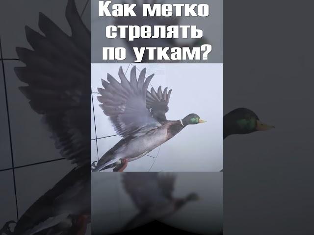 самые распространенные ошибки охотника