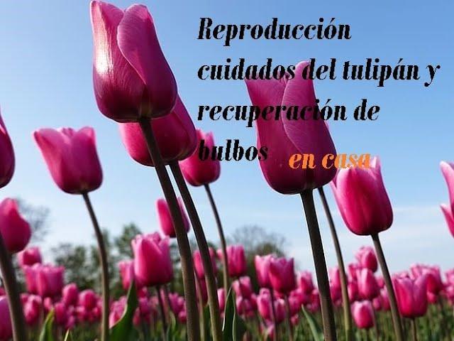 Tulipanes - Germinación, reproducción y recolección de bulbos de tulipán en casa (proceso completo)