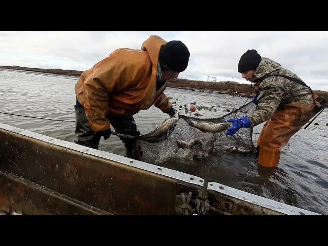 Рыбный промысел у Восточно-Сибирского моря