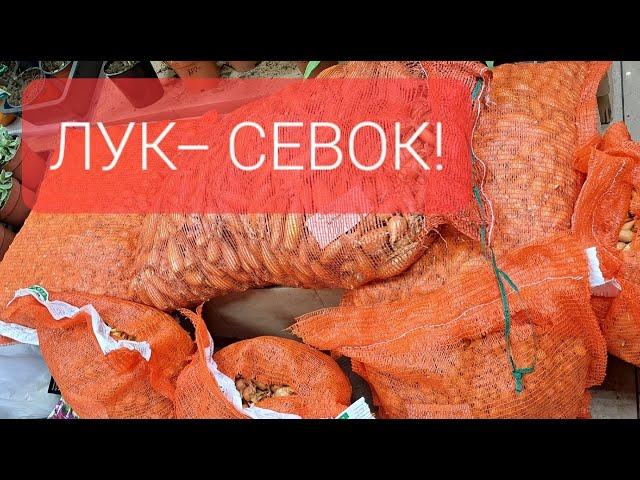 ЛУК - СЕВОК. Поступили НОВИНКИ! ЛУК ШАЛОТ!!!