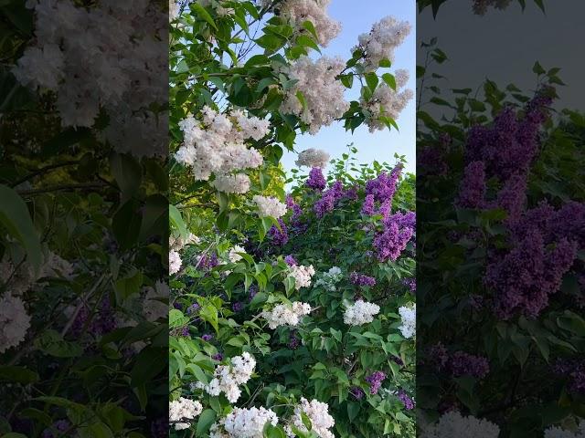 Волшебная сиреневая красота #flowers #spring #garden #relaxing