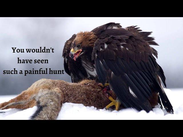 Eagle attacks | Golden Eagle vs Wolf - Who Will Come Out on Top?