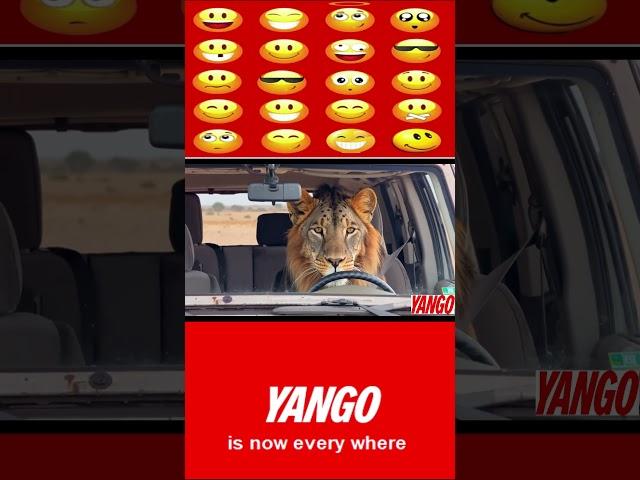 Yango Service !!! Here for you, wherever you are...