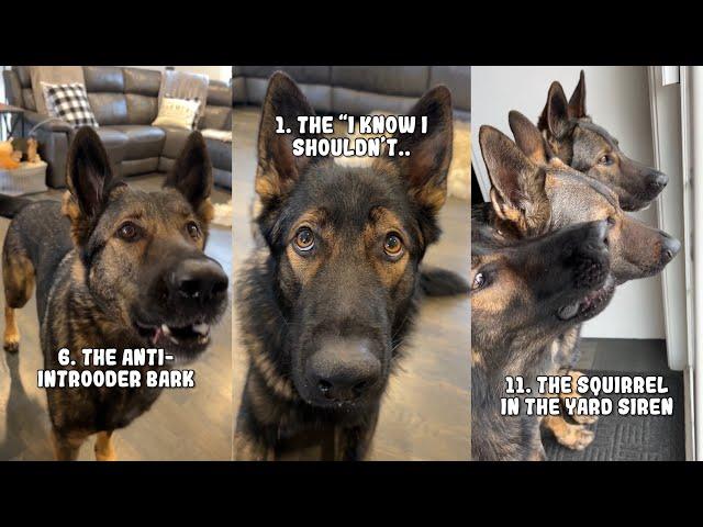 20 Sounds A German Shepherd Makes