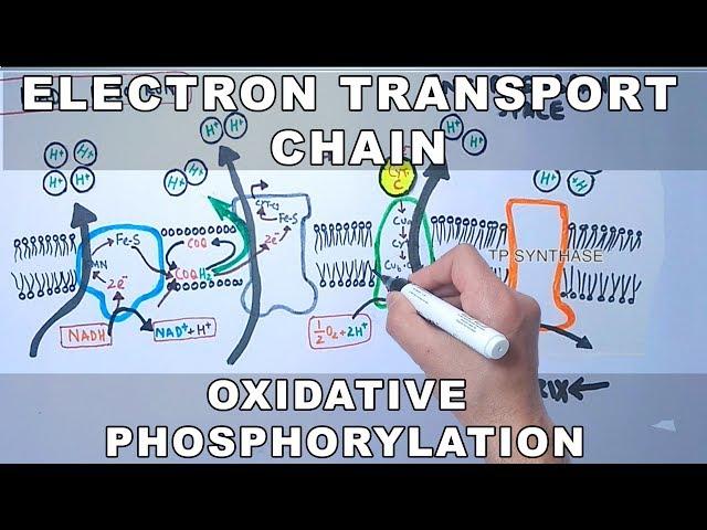 Electron Transport Chain and Oxidative Phosphorylation