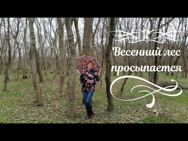 Весенний лес просыпается | Звуки леса | Соловей | Речка, первые цветы | Весенний лес после дождя