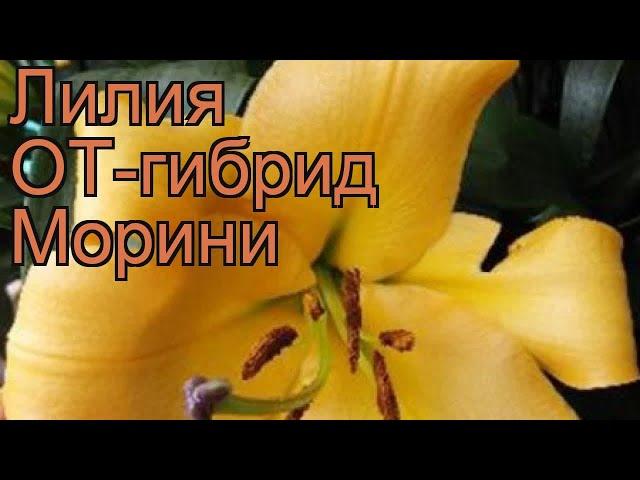 Лилия от-гибрид Морини (lilium ot-hybrid morini)  Морини обзор: как сажать, луковицы лилии Морини