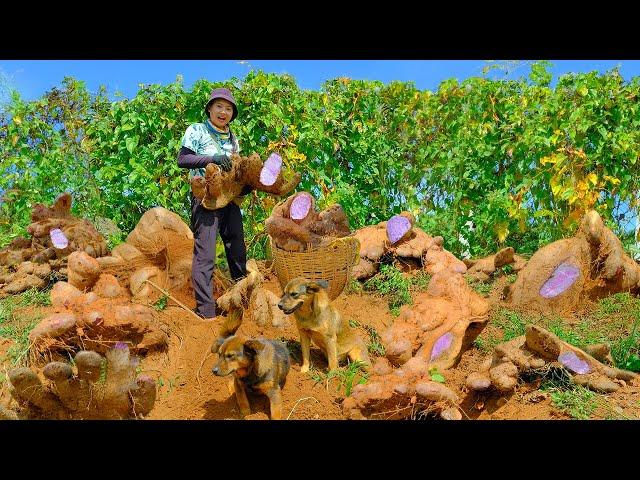 Harvesting Purple Sweet Potatoes Goes To Market Sell - Cooking Taro Soup | Tieu Lien