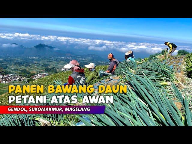 LEAF HARVEST ABOVE THE CLOUDS!! Natural Views of Indonesian Village