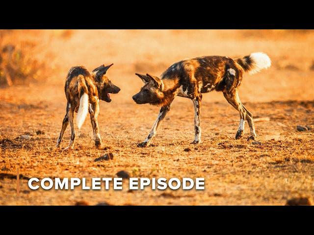 Running with the Pack | WILD DOGS S1 - FULL SEASON MARATHON