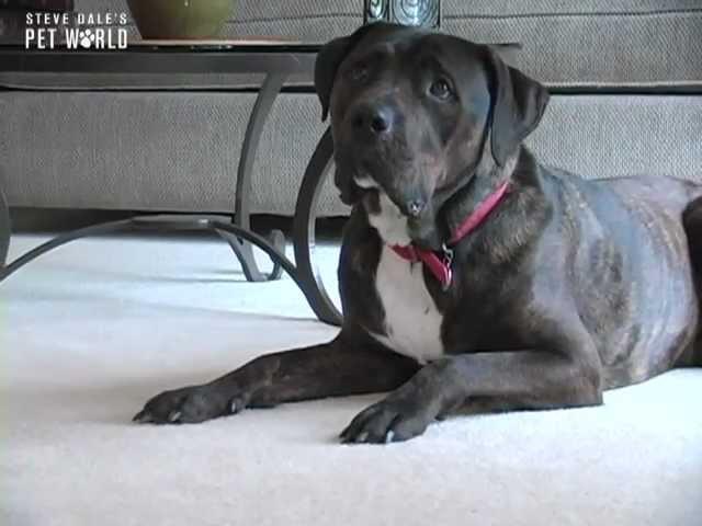 Steve Dale: Pet Custody