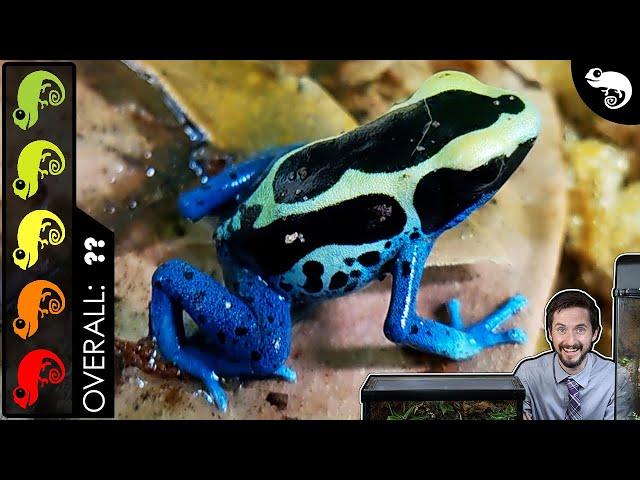 Poison Dart Frog, The Best Pet Amphibian?