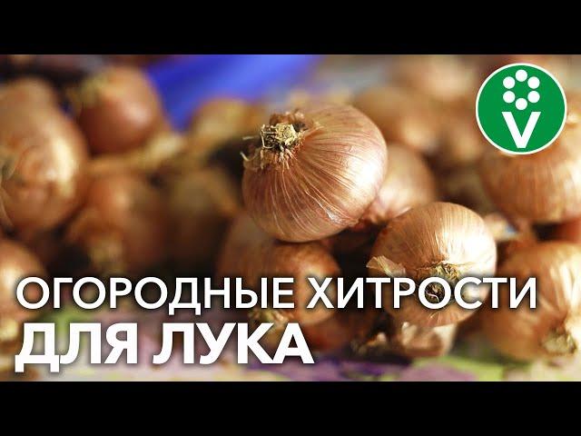 ПОСАДИЛИ ОДНУ ЛУКОВИЦУ, ВЫРОСЛО ДЕСЯТЬ! Эта и другие ХИТРОСТИ выращивания лука