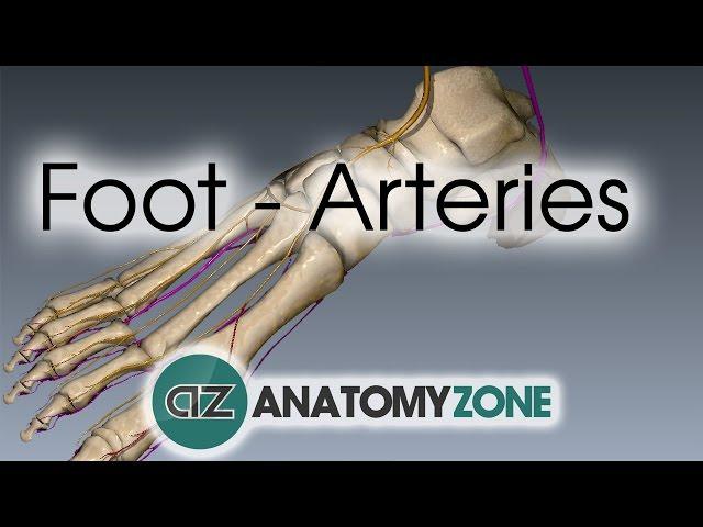 Foot Arteries - 3D Anatomy Tutorial