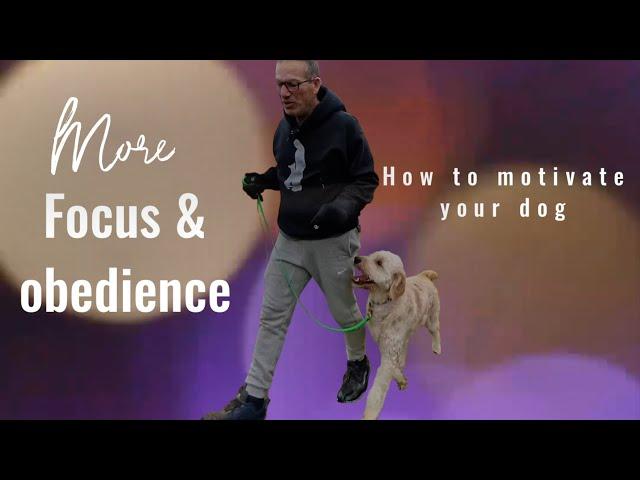 More Focus & Obedience Montreal Dog Trainer Family K9 Dog Training