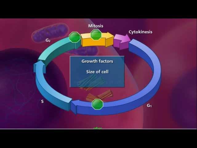 Cell Cycle and Mitosis