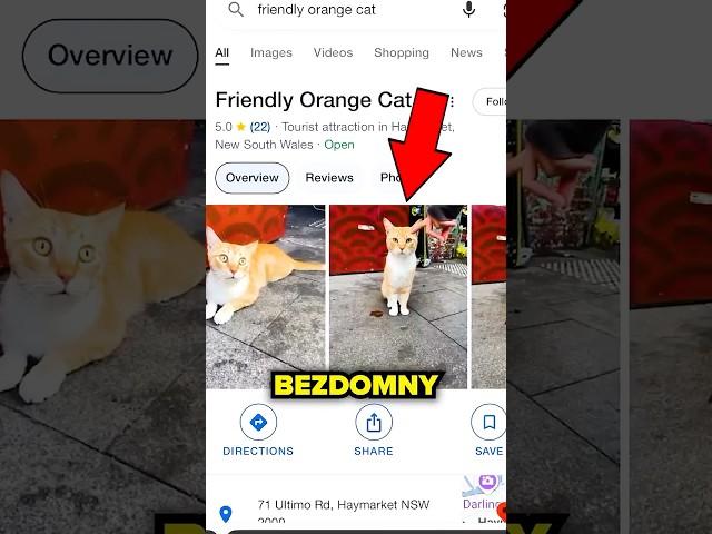 KOT OTWARTY 24/7!️