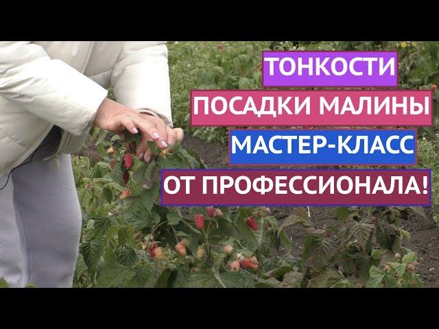 КАК ПРАВИЛЬНО ПОСАДИТЬ МАЛИНУ, ЧТОБЫ ОНА ТОЧНО ПРИЖИЛАСЬ И ДАЛА ОГРОМНЫЙ УРОЖАЙ!