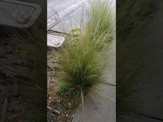 Mexican feathergrass | Why we can't have nice things | PLEASE STOP!