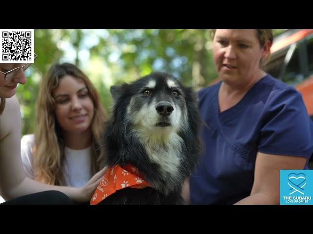 Proctor Subaru | Subaru Loves Pets: Dog Adoption & Pet Festival 2023