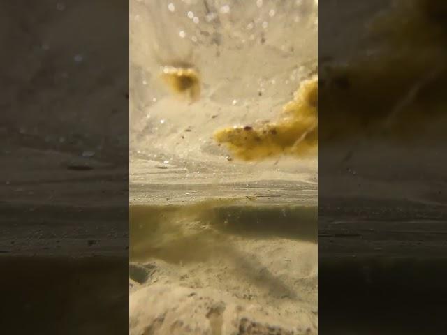 Thick water surface #youtube #shorts #shortsvideo #river #youtubeshort #4k #4kvideo #short