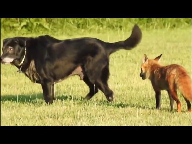 Fox vs dog Лиса против Собаки