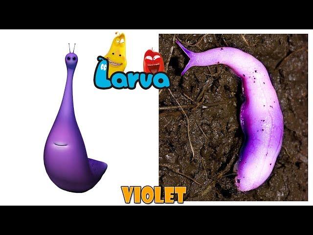 Larva Characters in Real Life