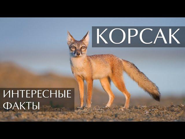 Корсак - интересные факты (Степная Лисица)