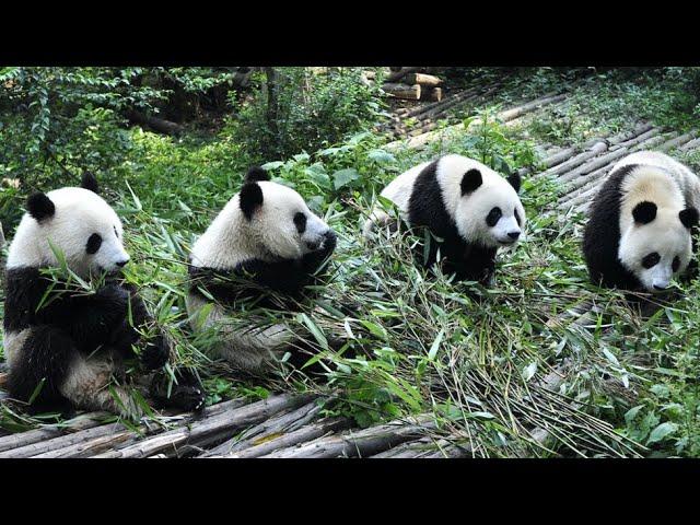 Panda Funny Moment Videos  The Panda is Super Cute When Eating  Panda Video Compilation