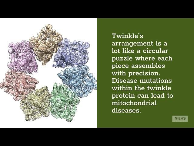 NIEHS scientists determine 3D structure of twinkle protein