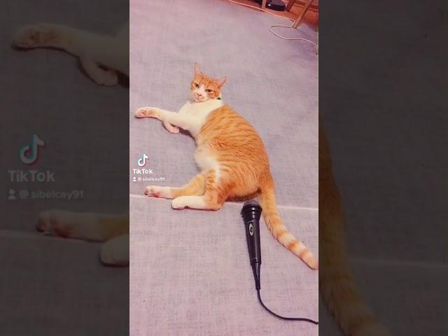 Cat fart better than you (tiktok)