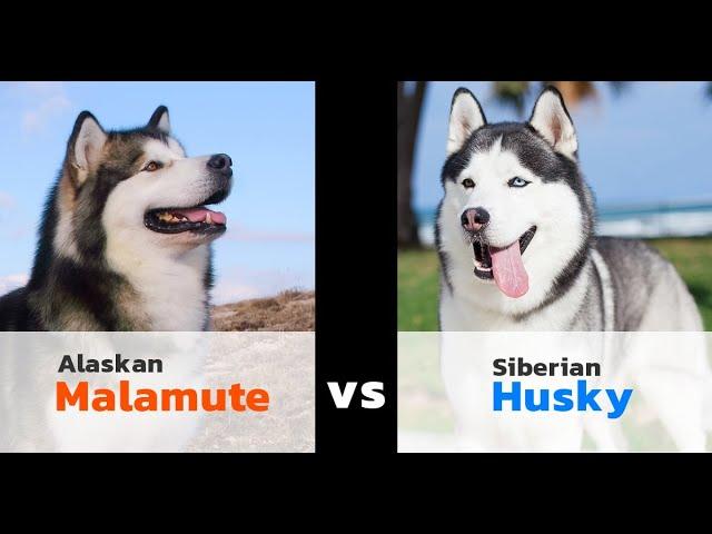 ALASKAN MALAMUTE VS SIBERIAN HUSKY