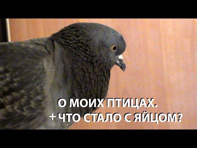 О моих птицах. + Что стало с яйцом?