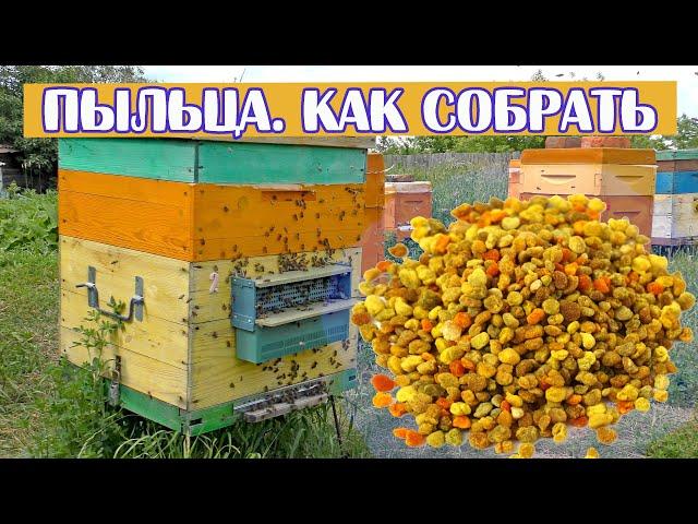 ПЫЛЬЦА ПЧЕЛИНАЯ  КАК ЗАГОТОВИТЬ, летом, в улье. ПЫЛЬЦЕСБОРНИК.