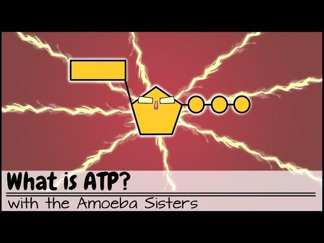 What is ATP?