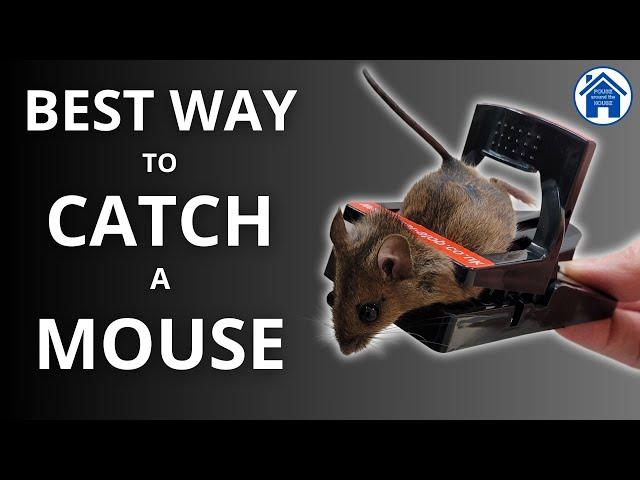 How to CATCH a MOUSE the EASY WAY! Get RID of MICE FAST! Pest-Stop sure-set mouse trap pest control.